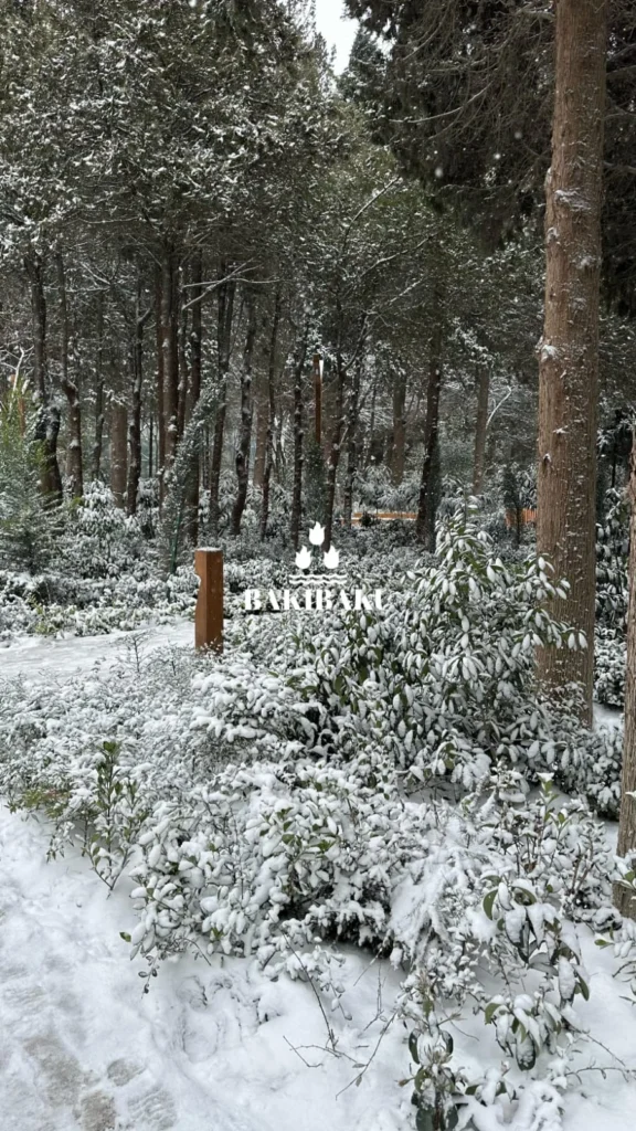 Nəbatat bağına üz tutublar, Nəbatat bağı, Qar