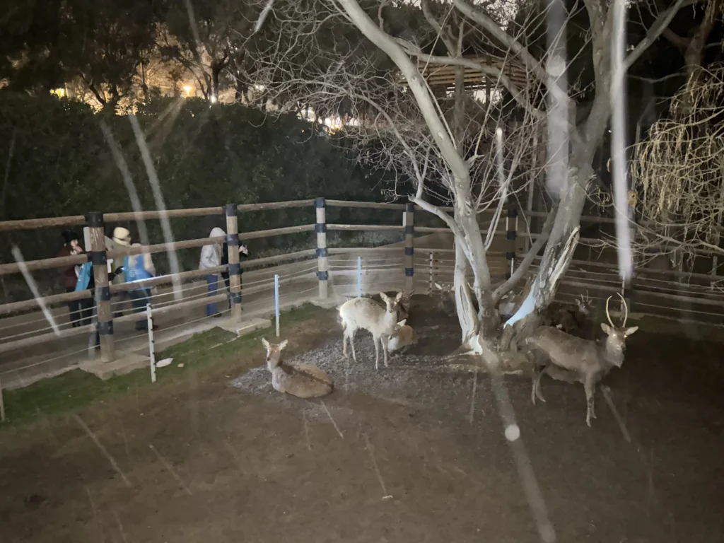 Gecə turu, Bakı Zooloji Parkı, Park