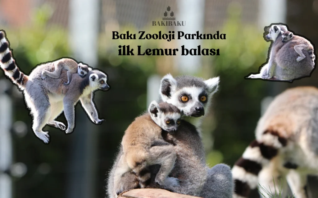 lemur dünyaya bala gətirib, В Бакинском зоопарке впервые на свет появился детёныш лемура, lemur, Bakı Zooloji Parkı
