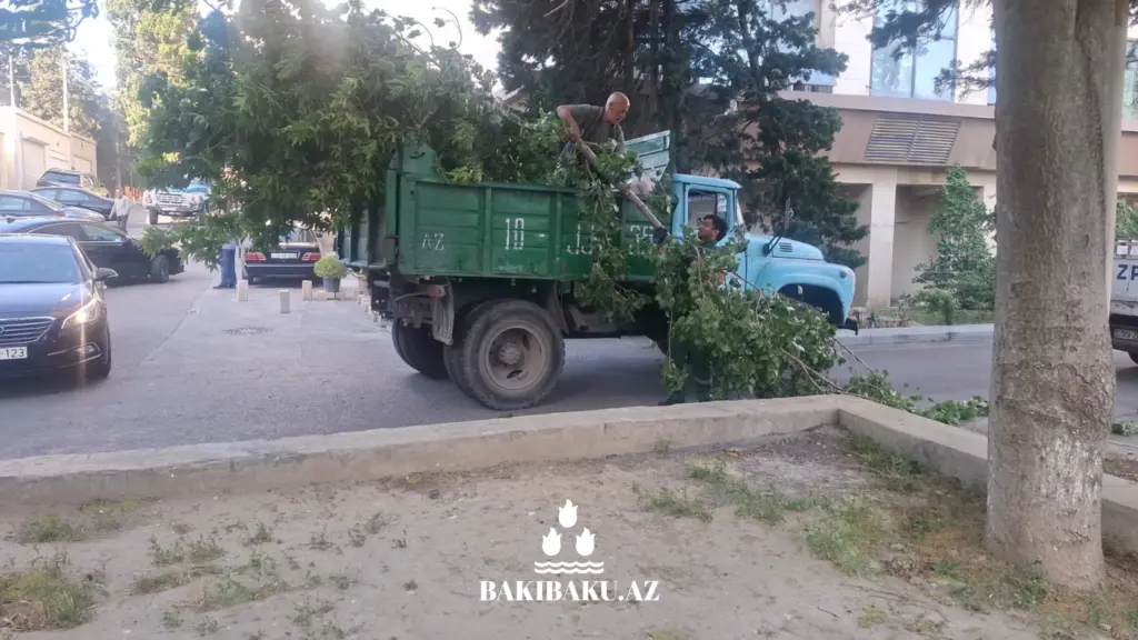 Bakıda ağaclar aşıb, ağacaşma, Yaşıllaşdırma Təsərrüfatı Birliyi