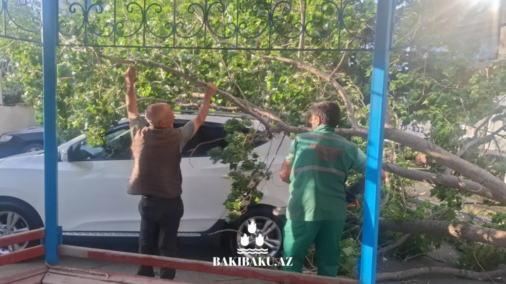 Bakıda ağaclar aşıb, ağacaşma, Yaşıllaşdırma Təsərrüfatı Birliyi