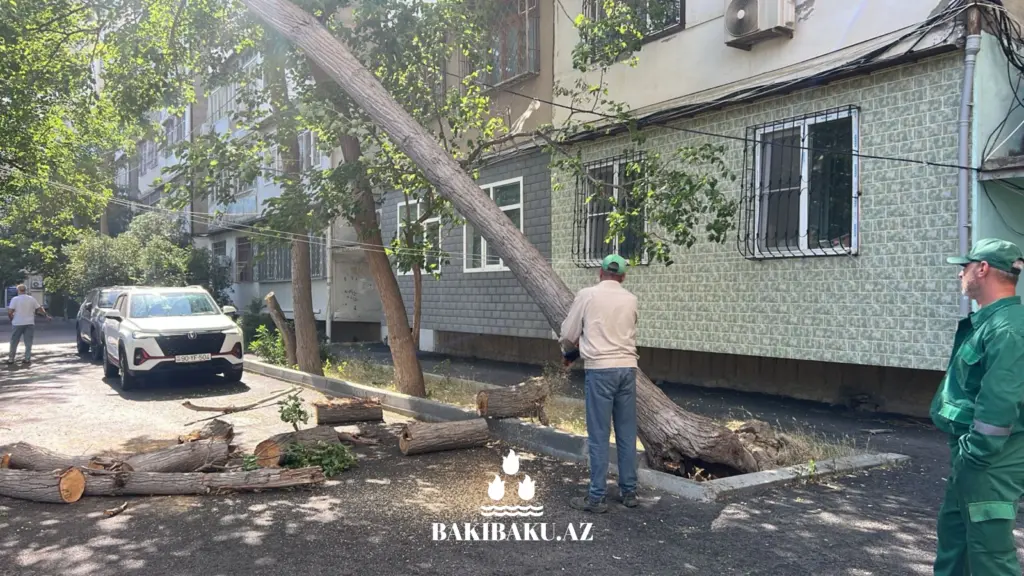 Bakıda ağaclar aşıb, ağacaşma, Yaşıllaşdırma Təsərrüfatı Birliyi