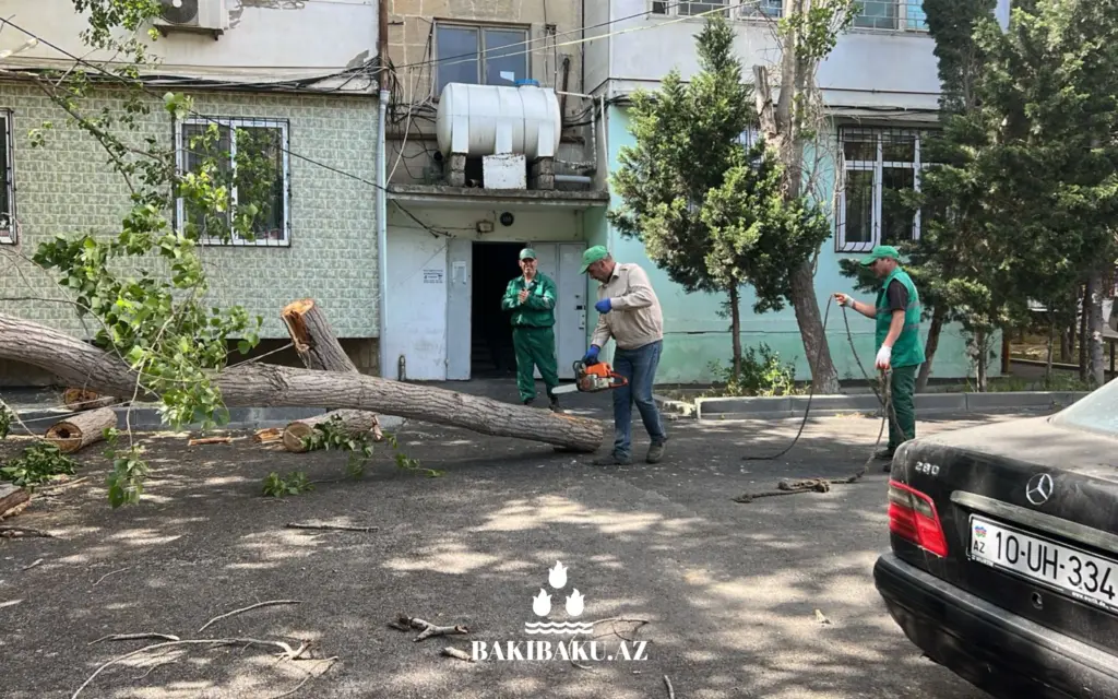 Bakıda ağaclar aşıb, ağacaşma, Yaşıllaşdırma Təsərrüfatı Birliyi