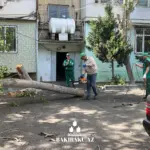 Bakıda ağaclar aşıb, ağacaşma, Yaşıllaşdırma Təsərrüfatı Birliyi