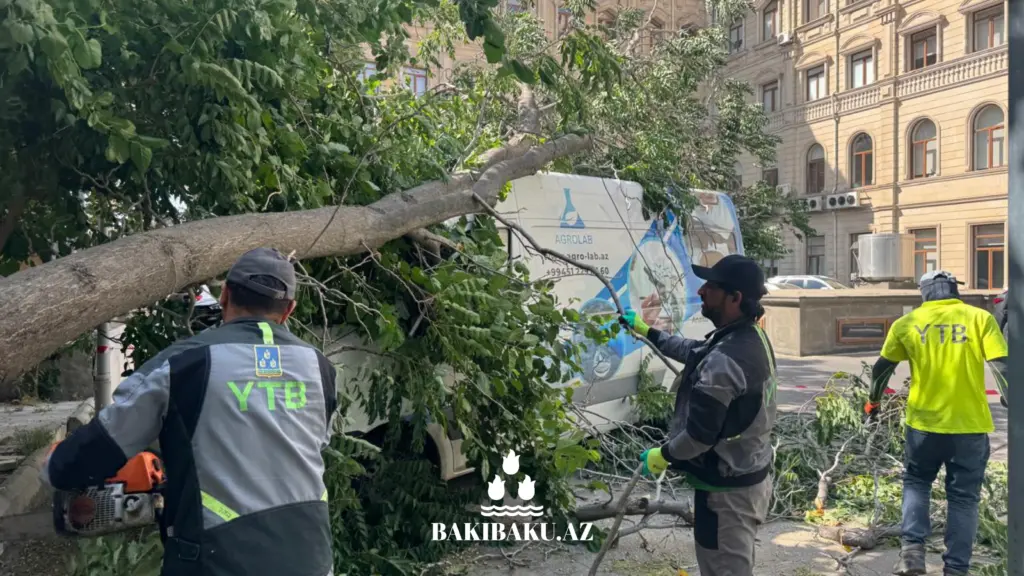 Bakıda ağaclar aşıb, ağacaşma, Yaşıllaşdırma Təsərrüfatı Birliyi