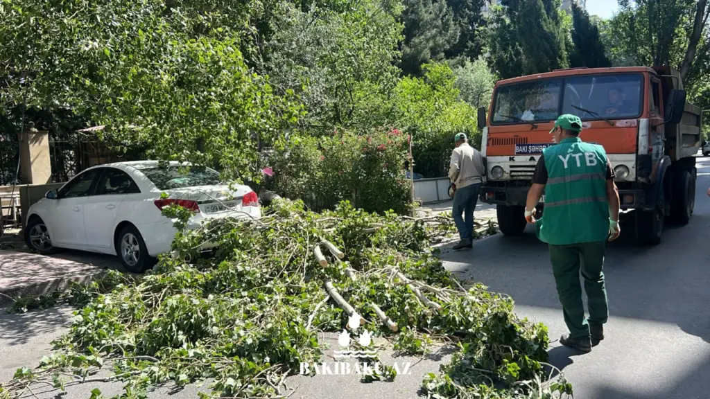 Bakıda ağaclar aşıb, ağacaşma, Yaşıllaşdırma Təsərrüfatı Birliyi