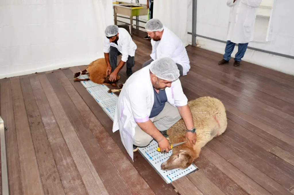 Qurban Bayramı Pirallahı rayonunda, Pirallahı rayonu, Qurban bayramı, Pirallahı Rayon İcra Hakimiyyəti