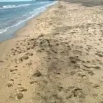 Bakının hansı çimərliklərindən, Çimərlik
