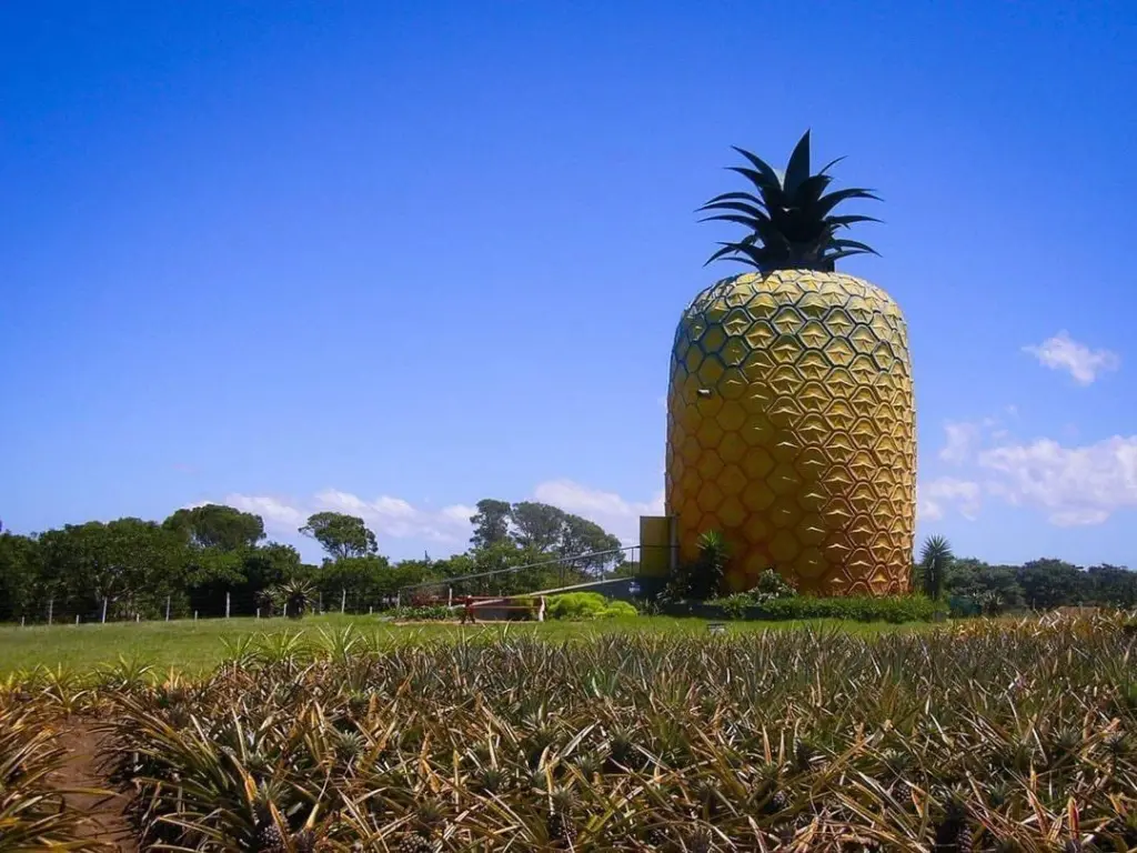 Evin qiymətinə ananas, Ananas