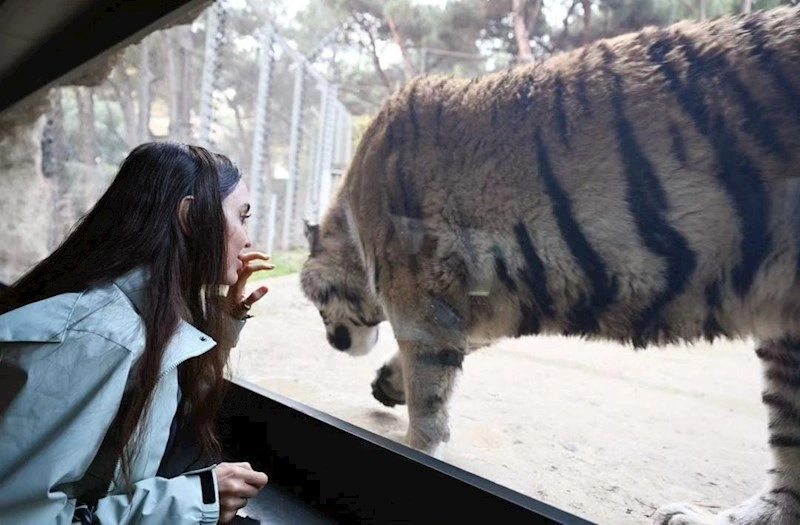 Beynəlxalq Pələng Günü, Pələng, Bakı Zooloji Parkı, IDEA