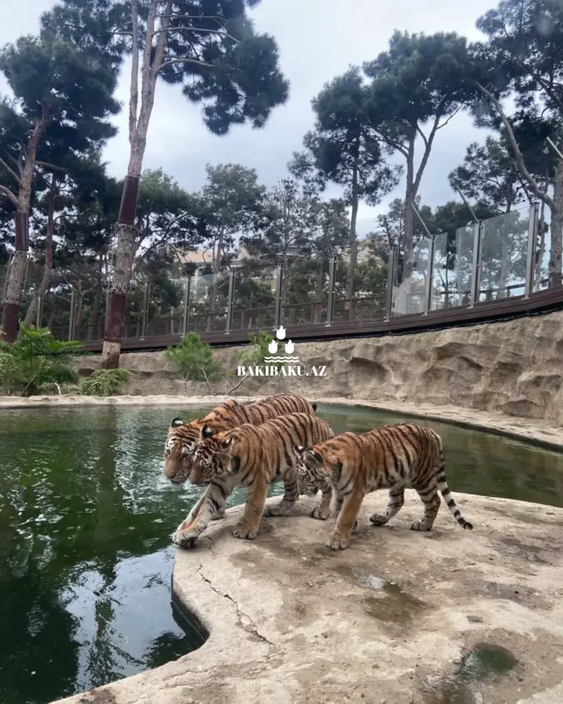 Beynəlxalq Pələng Günü, Pələng, Bakı Zooloji Parkı, IDEA