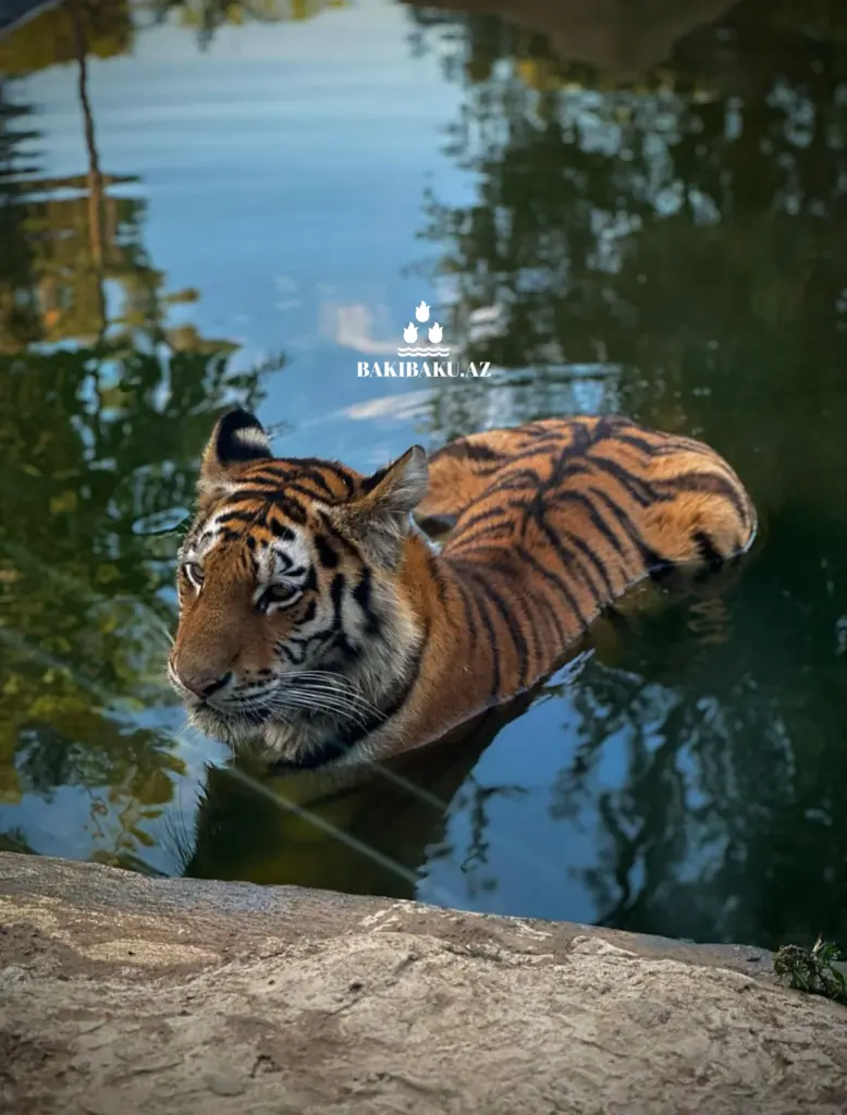 Beynəlxalq Pələng Günü, Pələng, Bakı Zooloji Parkı, IDEA