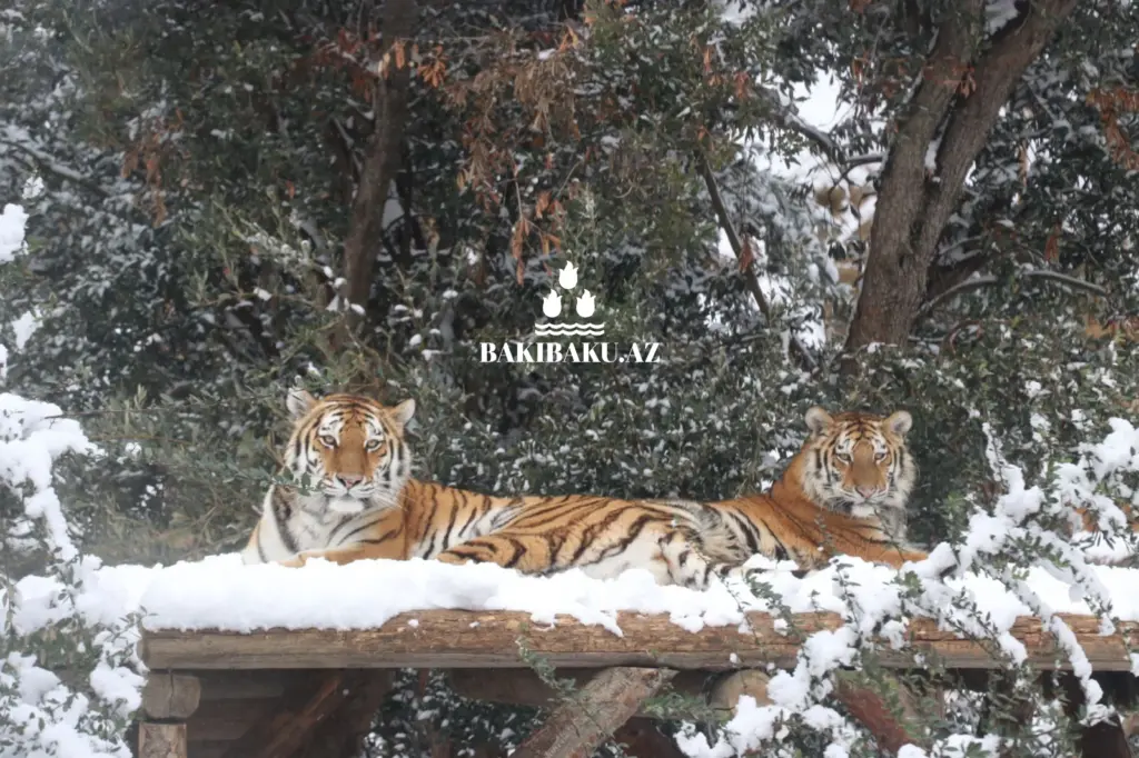 Beynəlxalq Pələng Günü, Pələng, Bakı Zooloji Parkı, IDEA