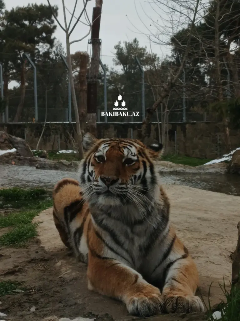 Beynəlxalq Pələng Günü, Pələng, Bakı Zooloji Parkı, IDEA