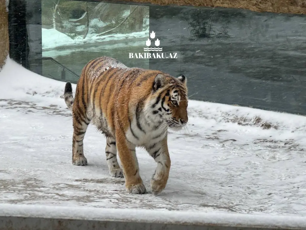 Beynəlxalq Pələng Günü, Pələng, Bakı Zooloji Parkı, IDEA