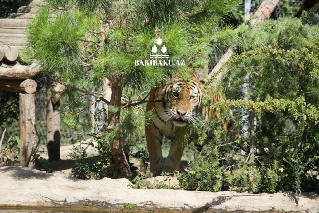 Beynəlxalq Pələng Günü, Pələng, Bakı Zooloji Parkı, IDEA