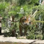 Beynəlxalq Pələng Günü, Pələng, Bakı Zooloji Parkı, IDEA