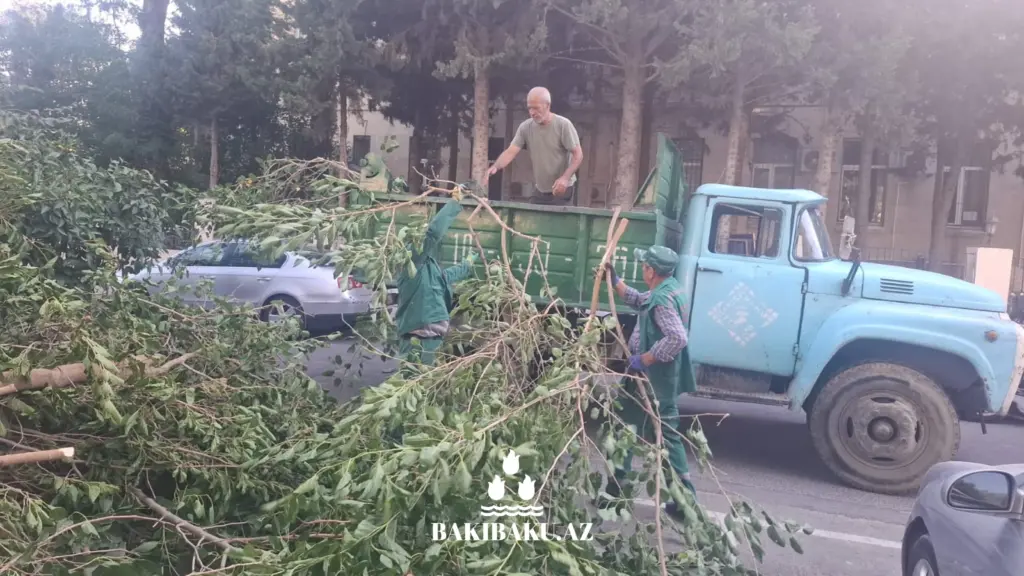 Güclü külək səbəbindən Bakıda 2 ağac aşıb, Ağacaşma