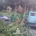 Güclü külək səbəbindən Bakıda 2 ağac aşıb, Ağacaşma
