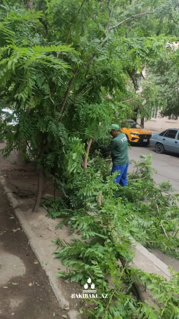Güclü külək səbəbindən Bakıda 2 ağac aşıb, Ağacaşma