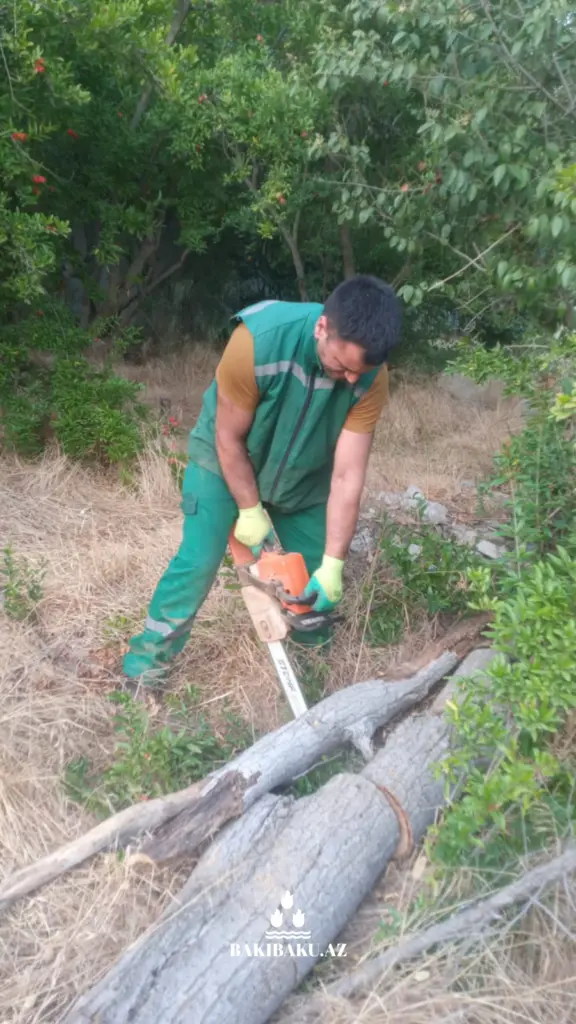 Güclü külək səbəbindən Bakıda 2 ağac aşıb, Ağacaşma