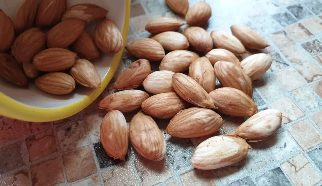 Badam, Dərman, Xəstəlik