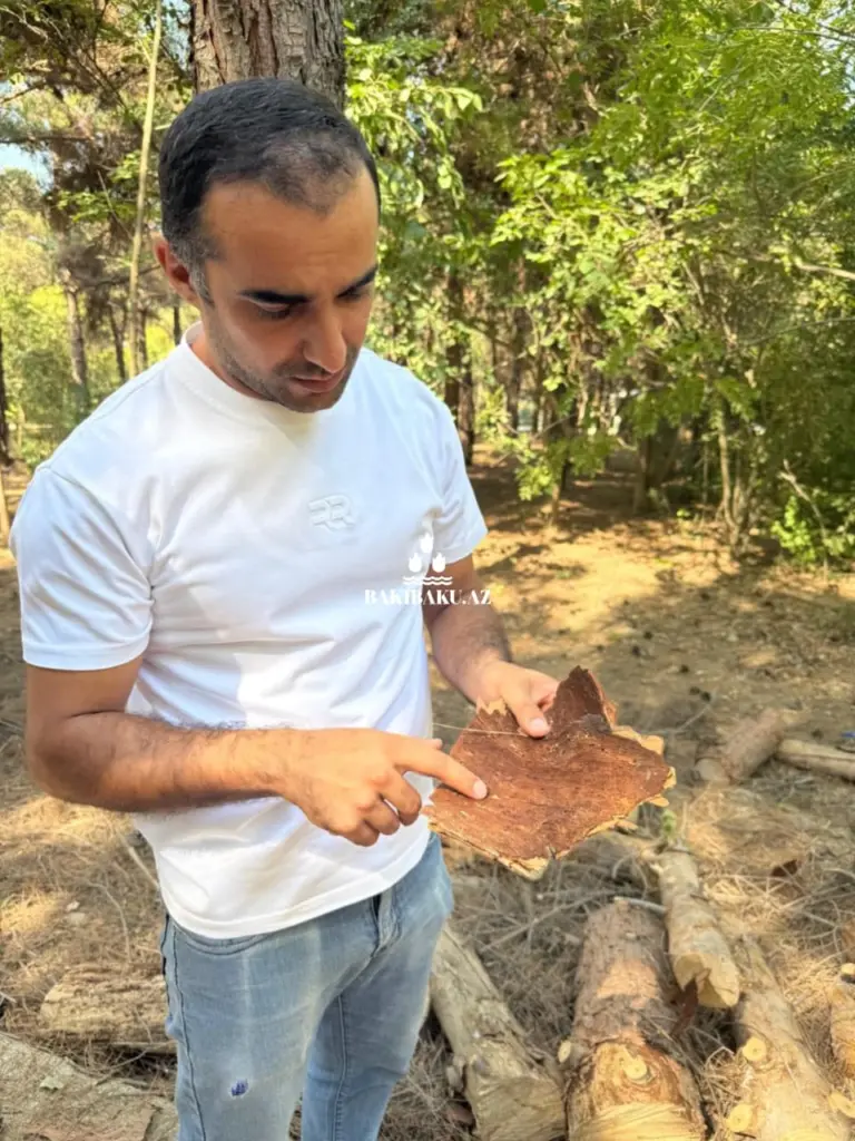 Mərkəzi Nəbatat Bağı, Dezinfeksiya