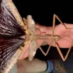 nəhəng həşərat, Avstraliya, Həşərat