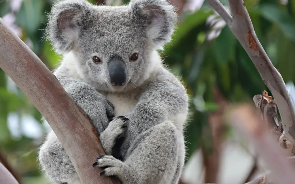 Tüklü sərnişinlər, Koala