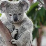 Tüklü sərnişinlər, Koala