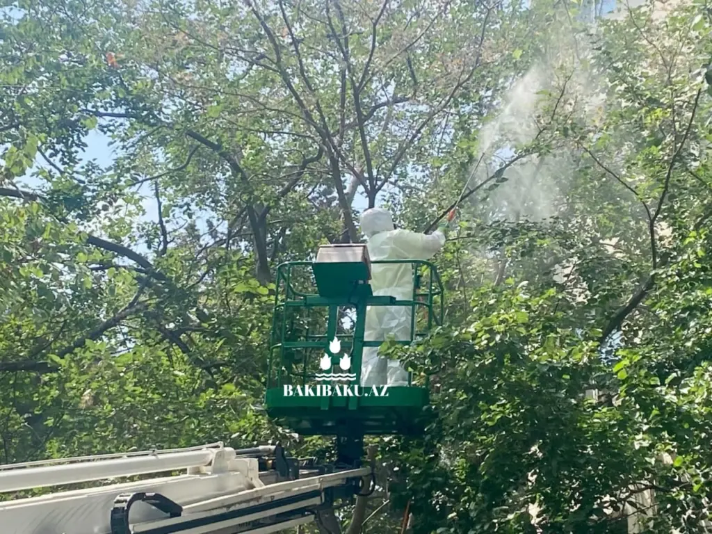 Ağ Amerika kəpənəkləri, Yaşıllaşdırma Təsərrüfatı Birliyi, Dərmanlama
