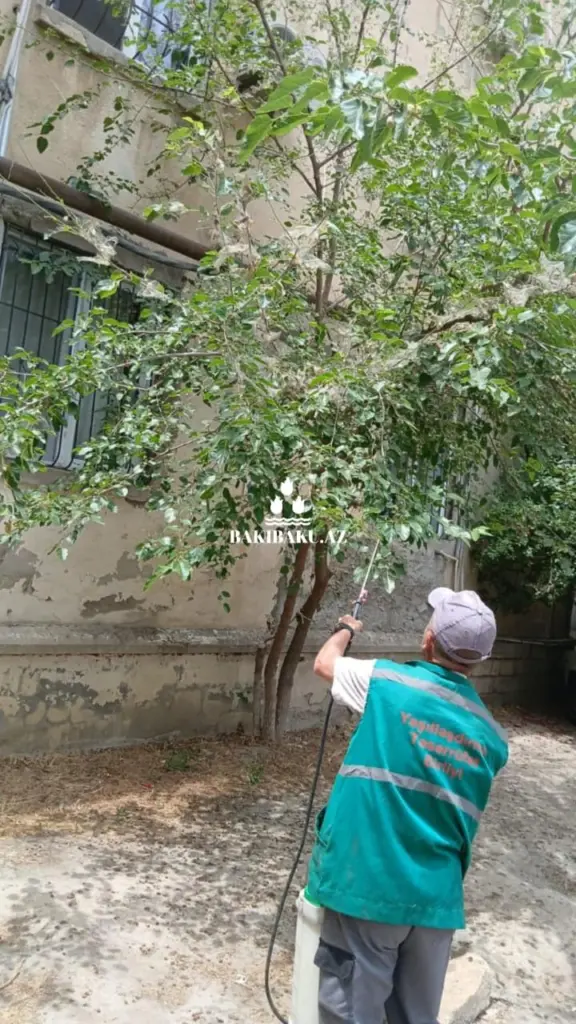 YTB, Yaşıllaşdırma Təsərrüfatı Birliyi, Dezinfeksiya