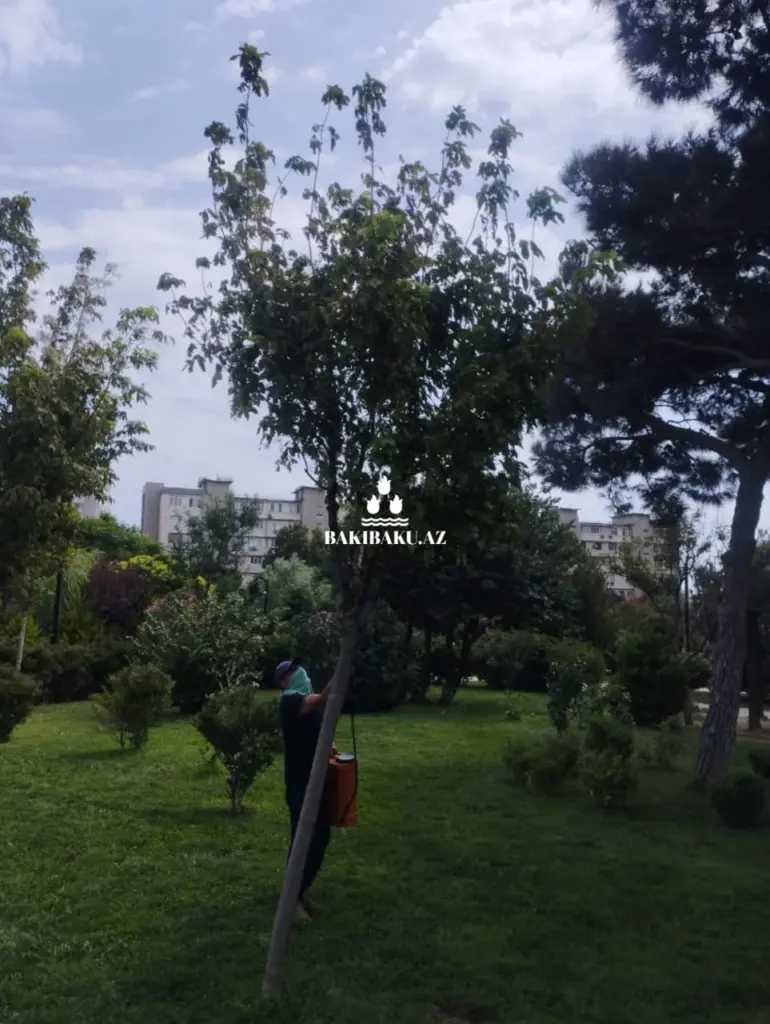 YTB, Yaşıllaşdırma Təsərrüfatı Birliyi, Dezinfeksiya