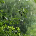 Bakıda sabah yağış yağacağı gözlənilir, Hava, Hava proqnozu