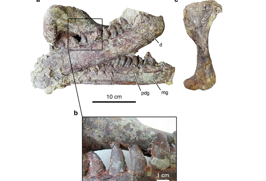 Dinozavrın qalıqları, Dinozavr