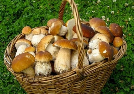 Göbələklər, Göbələk