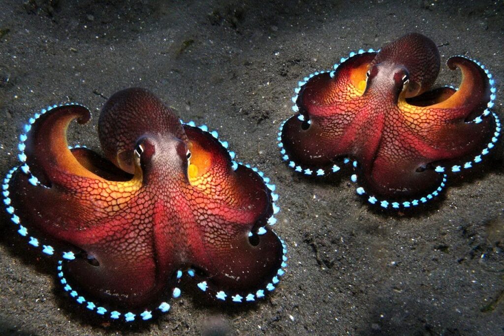 Oktapod, Delfin