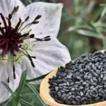 Qaraçörəkotu, Nigella, Xalq təbabəti