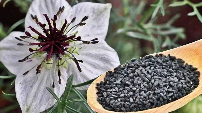 Qaraçörəkotu, Nigella, Xalq təbabəti