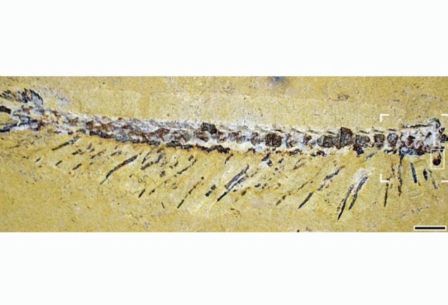 Həşərat və xərçəngkimilər, “Kembri partlayışı”, “Jianfengia”