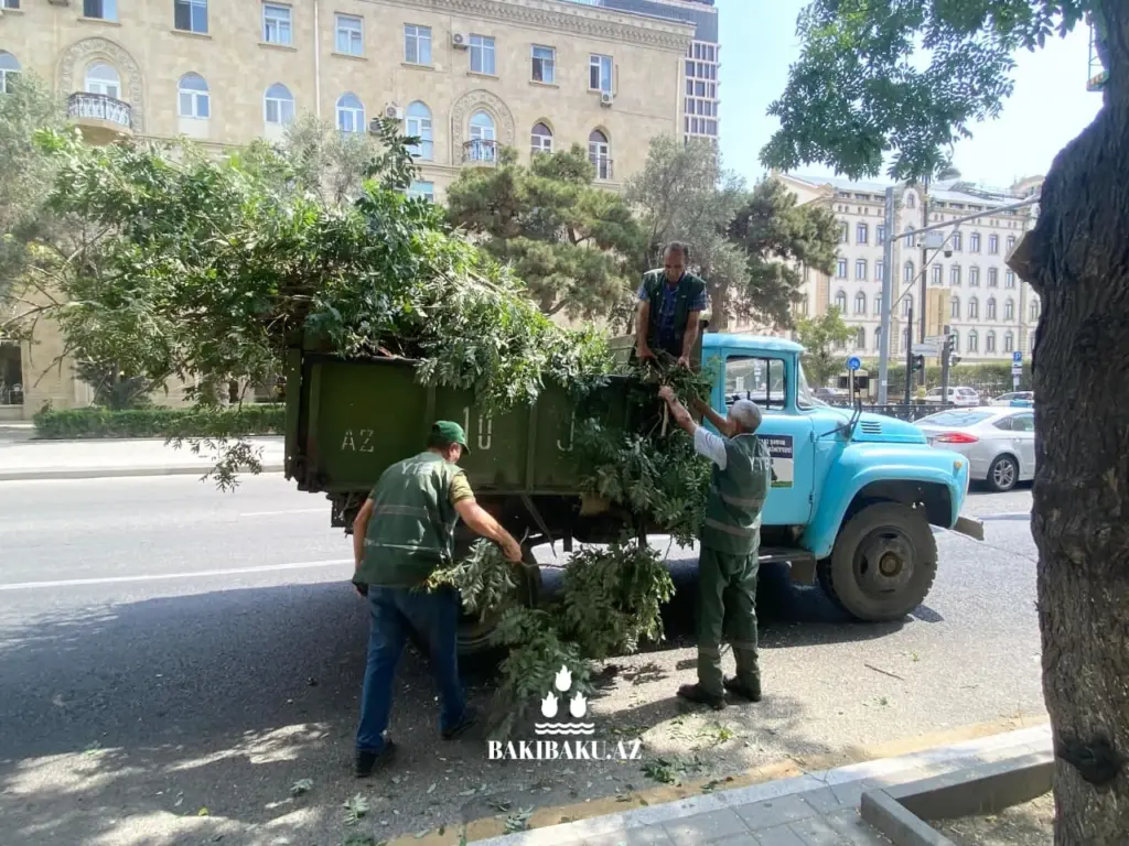 Bakı Şəhər Yaşıllaşdırma Təsərrüfatı Birliyi, Ağac, İşıqfor