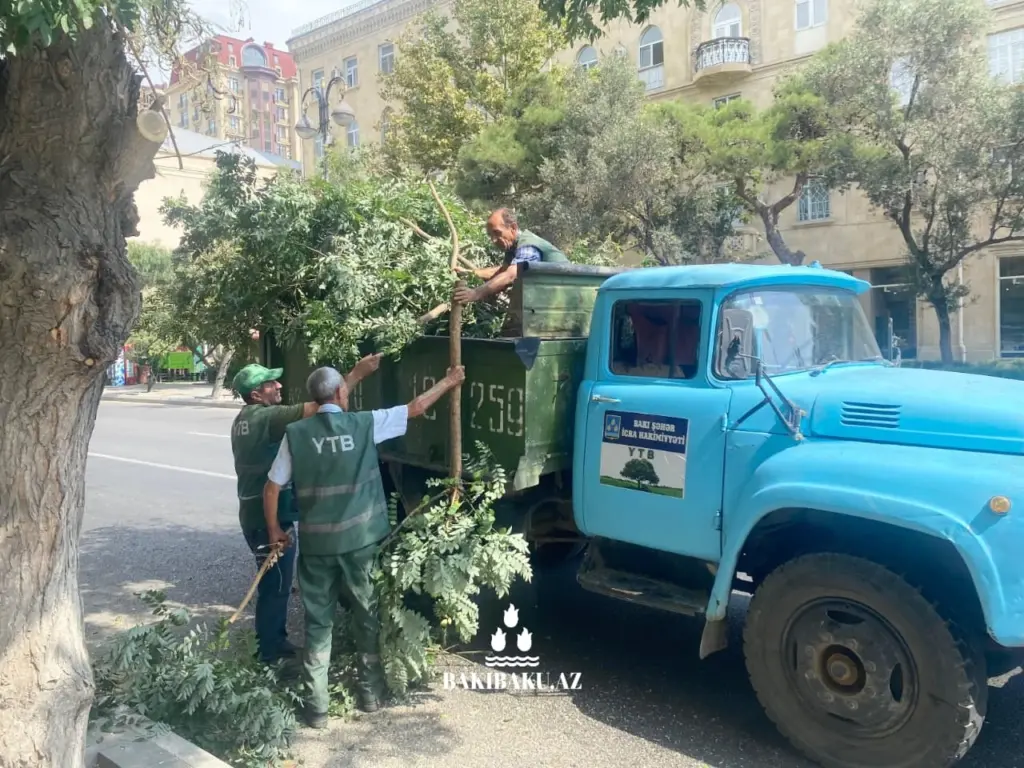 Bakı Şəhər Yaşıllaşdırma Təsərrüfatı Birliyi, Ağac, İşıqfor