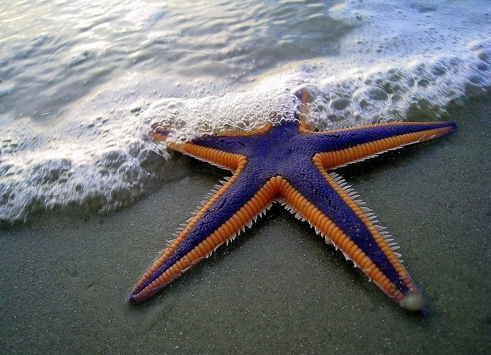 Dəniz ulduzlarının sirli həyatı, Dəniz ulduzu