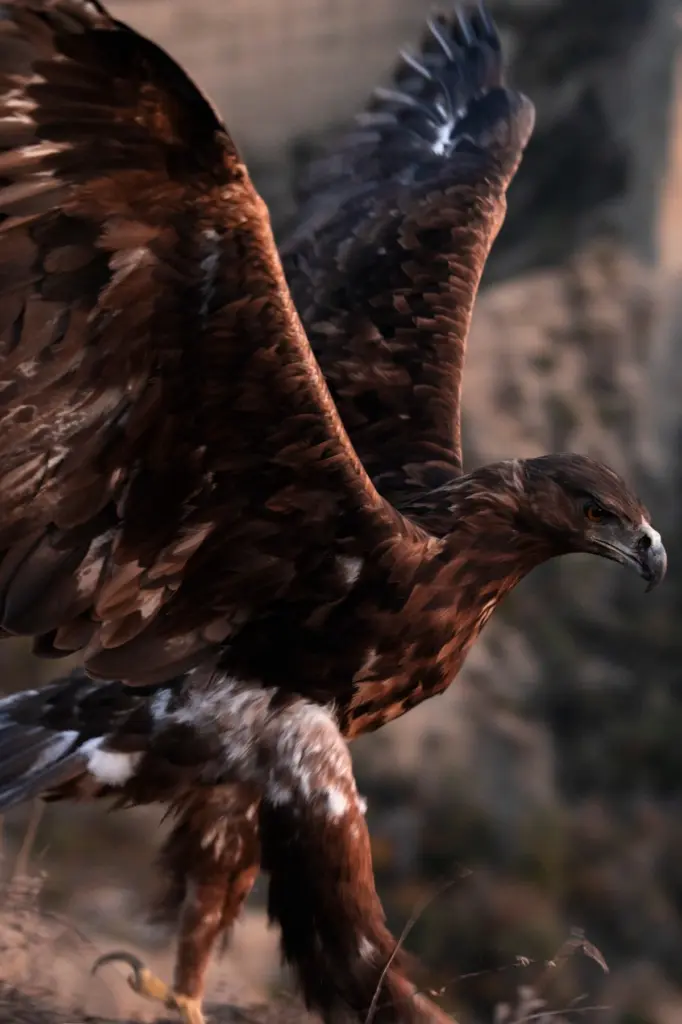 Leyla Əliyeva, Arzu Əliyeva, Qax, Axar-Baxar Milli Parkı