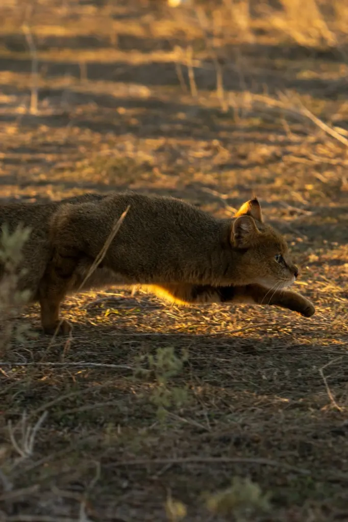 Leyla Əliyeva, Arzu Əliyeva, Qax, Axar-Baxar Milli Parkı