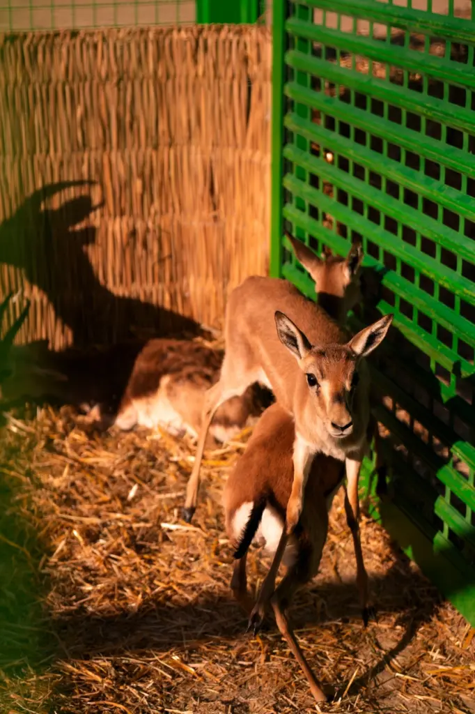 Leyla Əliyeva, Arzu Əliyeva, Qax, Axar-Baxar Milli Parkı