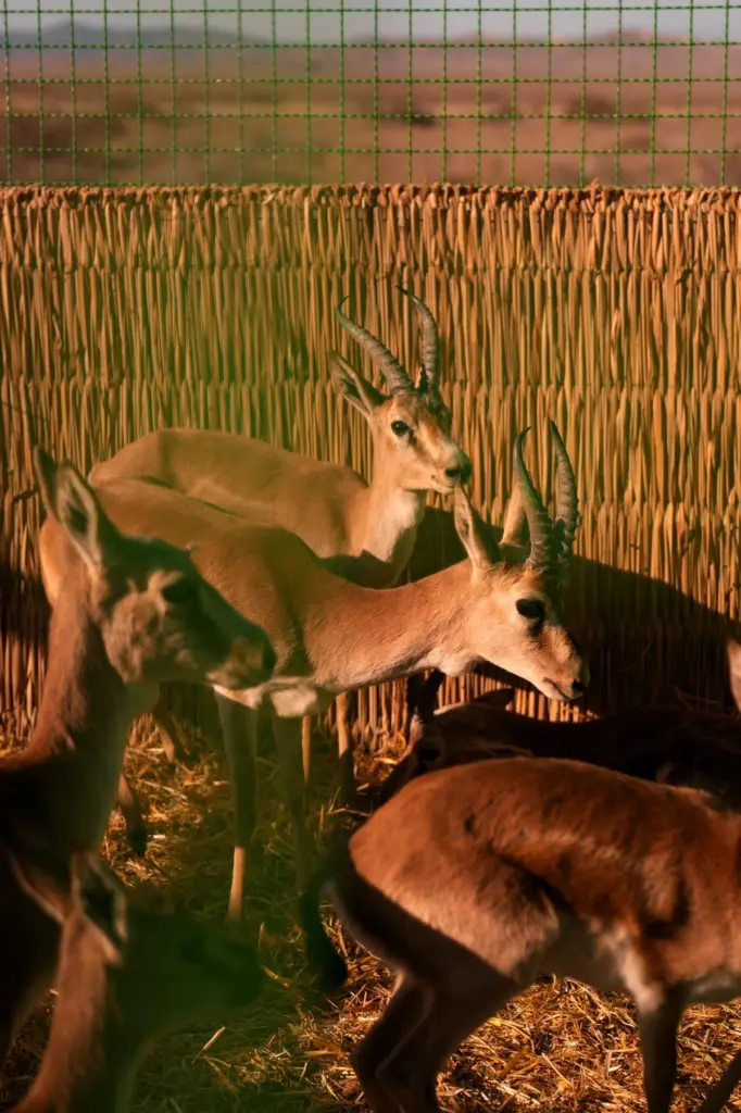 Leyla Əliyeva, Arzu Əliyeva, Qax, Axar-Baxar Milli Parkı