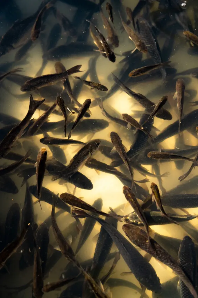 Leyla Əliyeva, Arzu Əliyeva, Qax, Axar-Baxar Milli Parkı