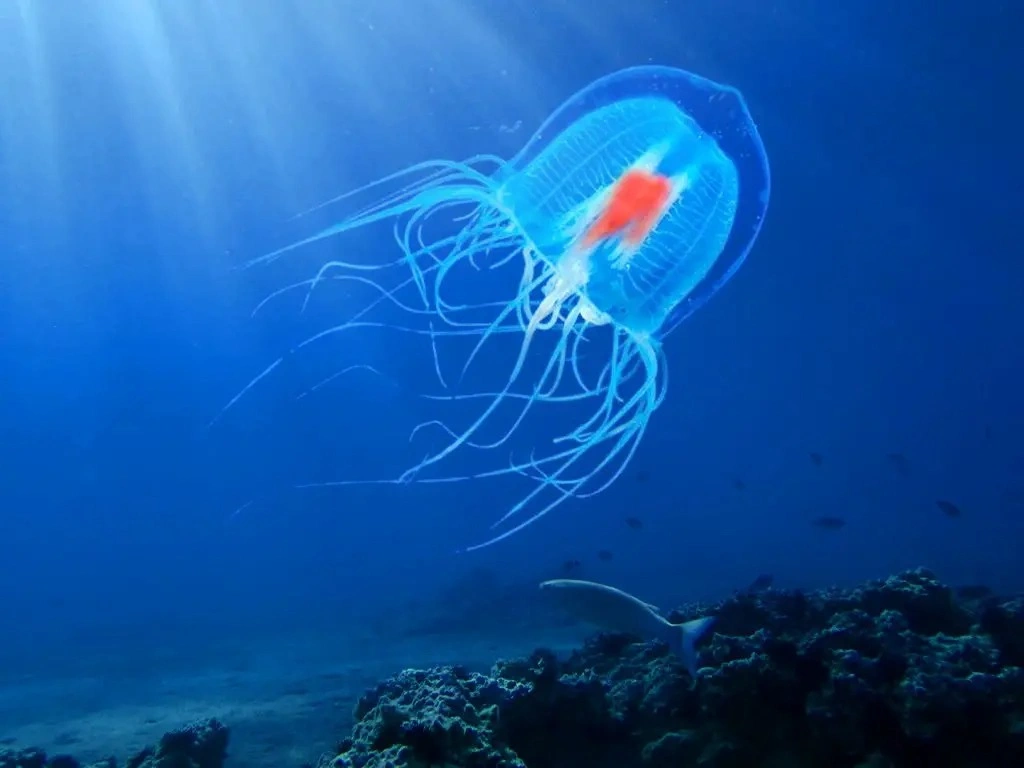 Meduza, Turritopsis dohrnii