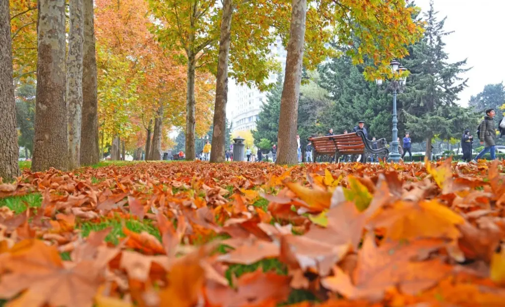 Payız, Bakı, Autumn, Baku